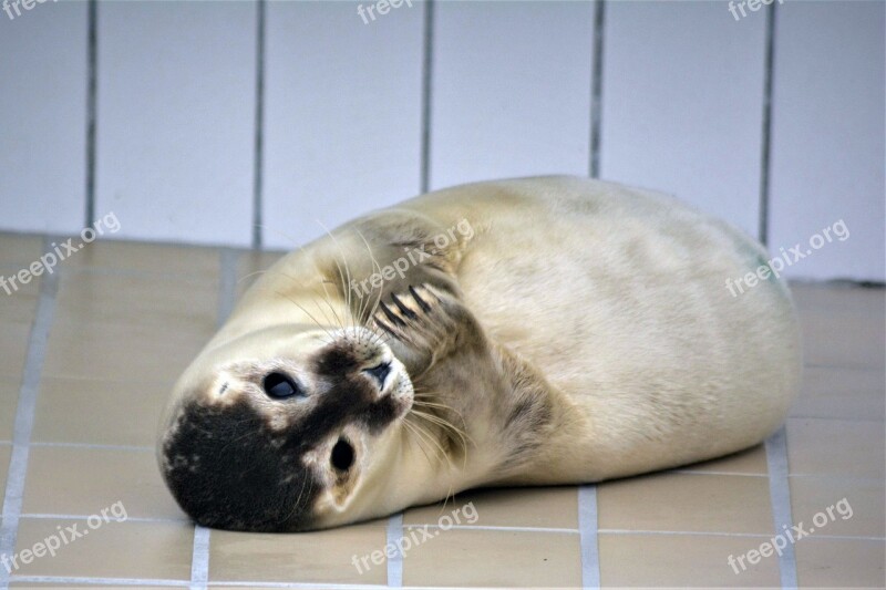 Robbe Seal Howler Close Up Seal Sanctuary