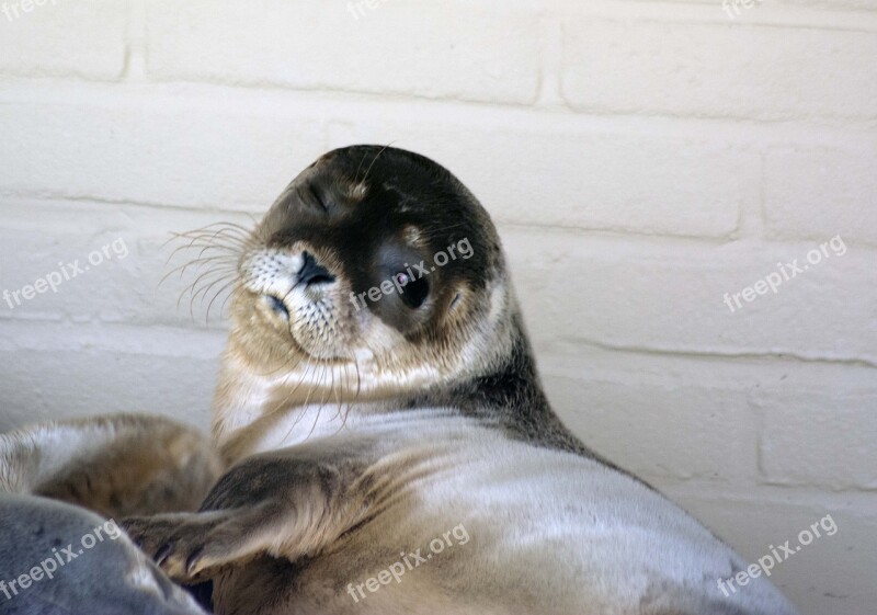 Robbe Seal Howler Close Up Seal Sanctuary