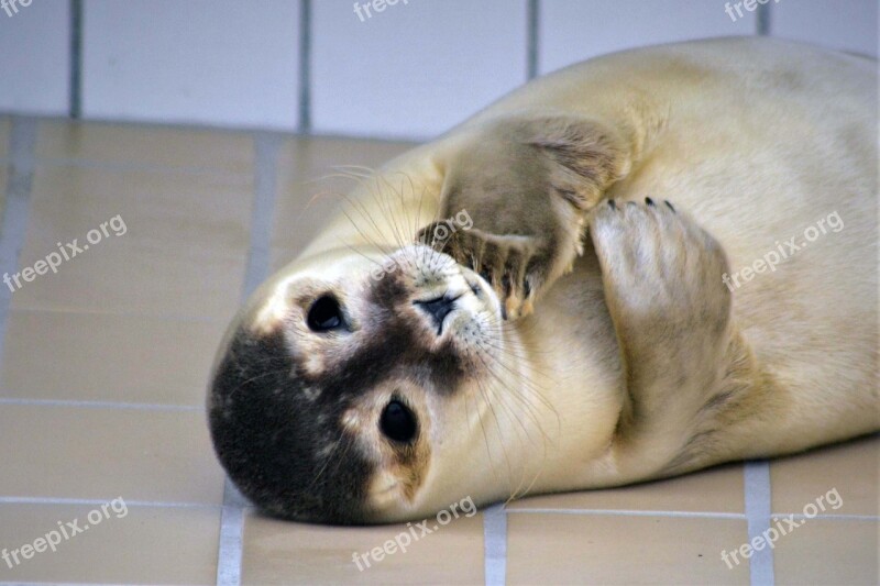 Robbe Seal Howler Close Up Seal Sanctuary