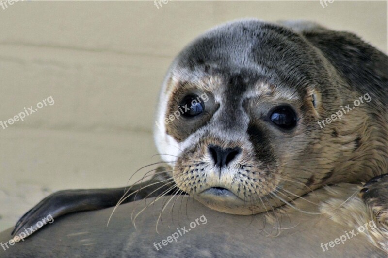 Robbe Seal Howler Close Up Seal Sanctuary