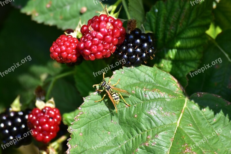 Nature Fruit Wasp Free Photos