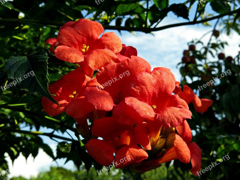 Campsis Dancing Flames Climber Plant Red Orange Hardy Blossom