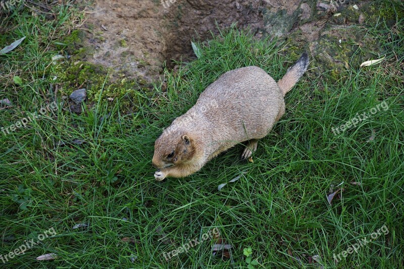 Prairie Dog Zoo Animal World Animal Cute