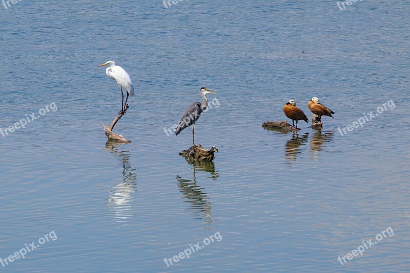 Grey Heron Egret Rust Goose Bird Lake