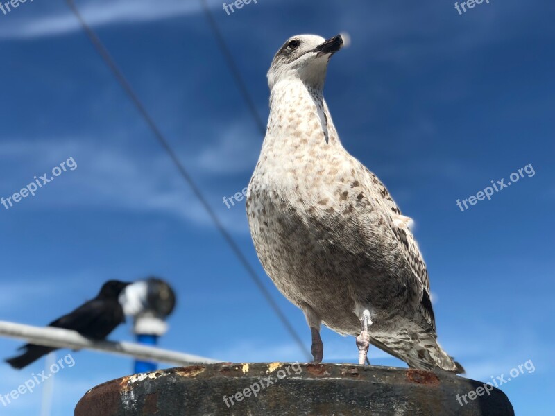 Bird Seagull Animal Animal World Close Up