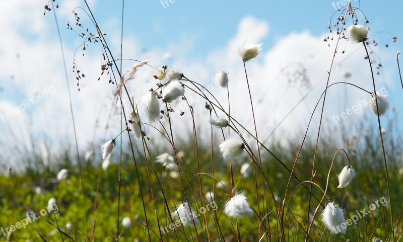 Cottongrass Mountain Landscape Summer Mountains Alpine