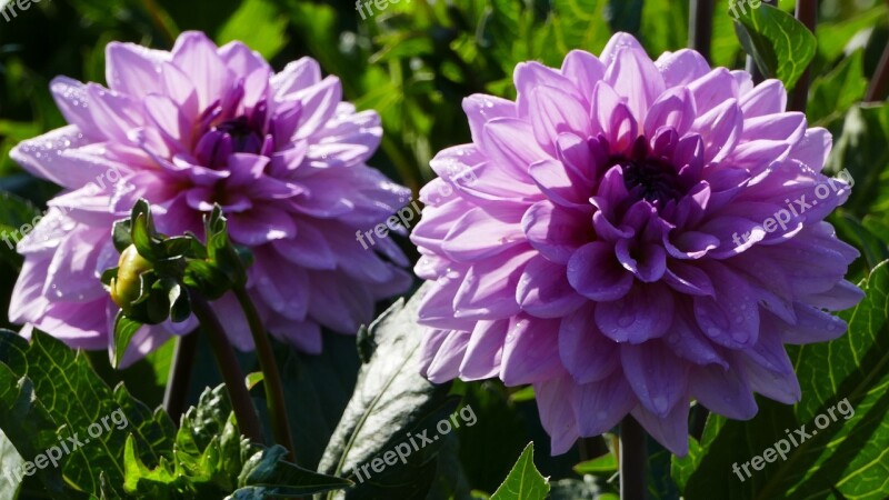 Nature Garden Dahlias Sun Bud