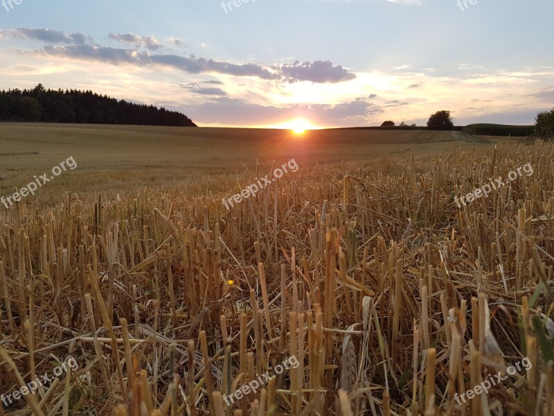 Cereals Corn Wheat Rural Field