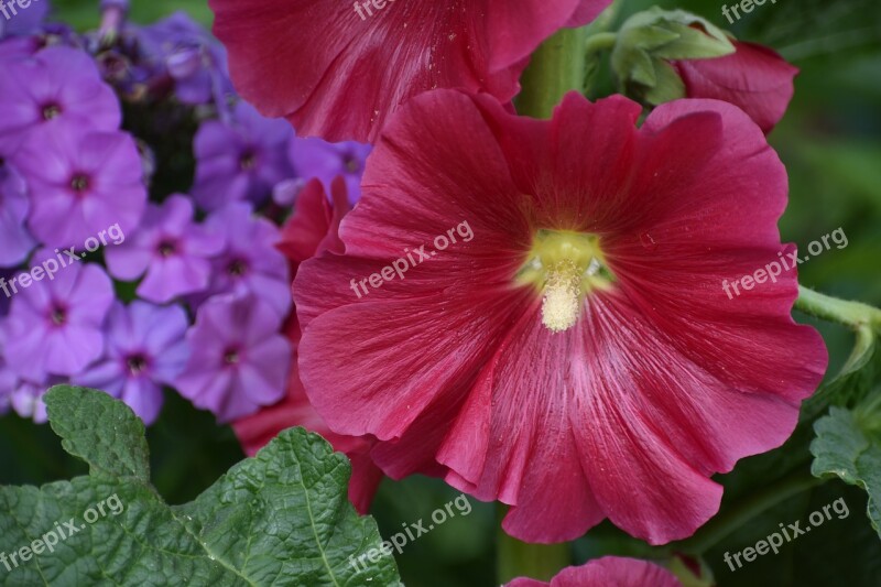 Flowers Bright Stock-rose Phlox Malva