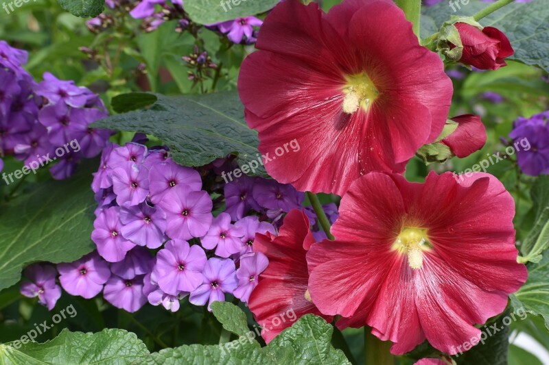 Flowers Bright Stock-rose Phlox Color