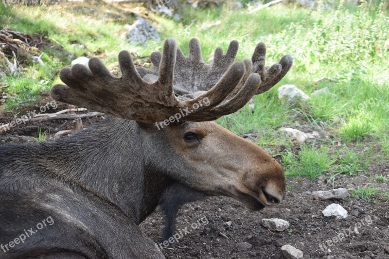 Bull Moose Moose Antler Sweden Animal