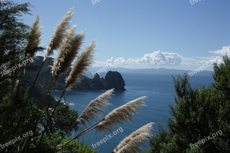 New Zealand North Island Coromandel Sea Grass