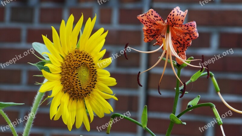 Sunflower Yellow Nature Summer Petal