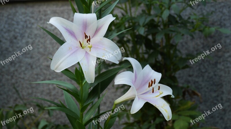 White Flowers Nature Summer Petal