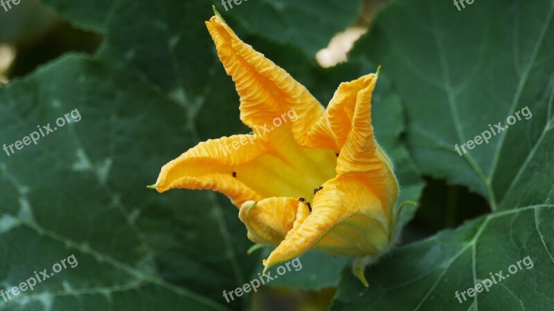 Pumpkin Flower Nature Summer Petal Pollen