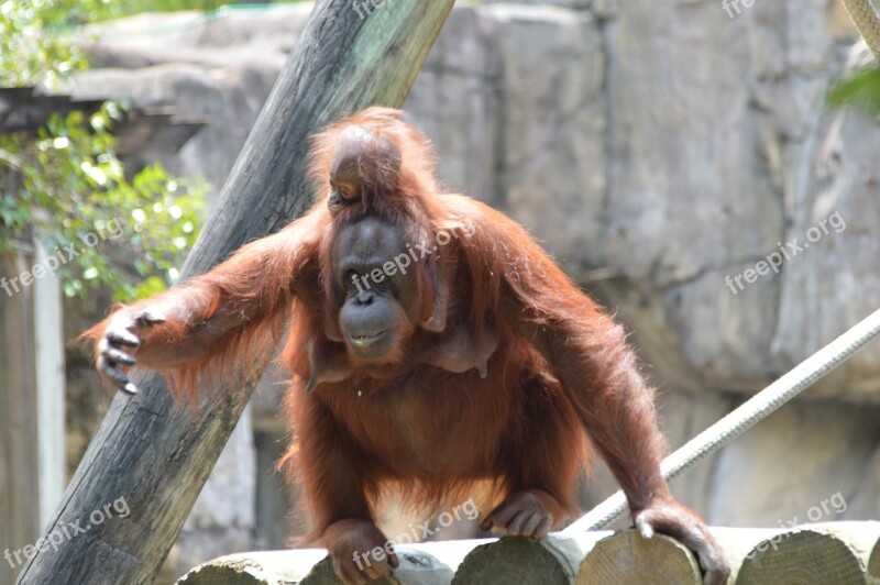 Orangutan Baby Zoo Free Photos