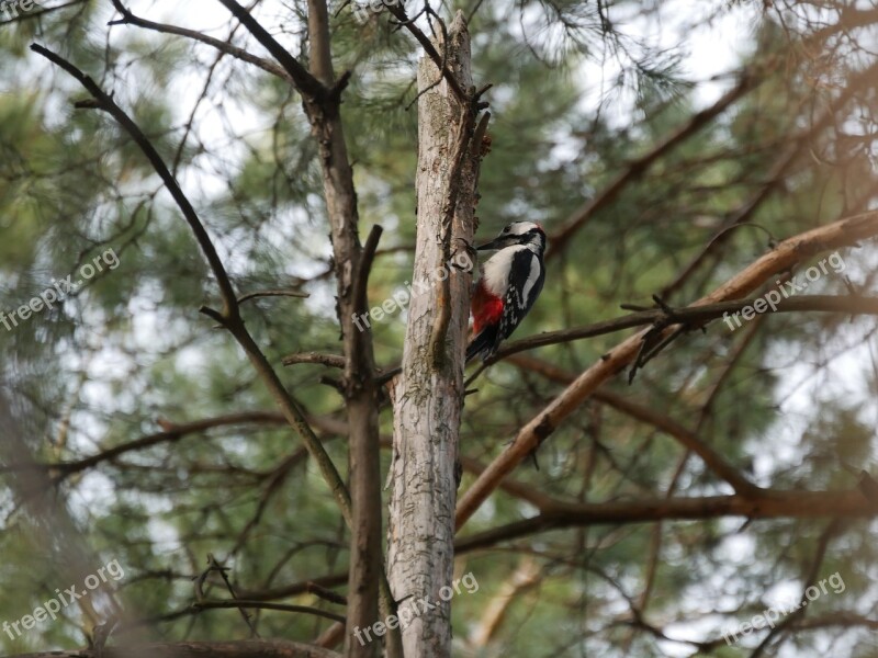 Woodpecker Pine Bird Summer Needles