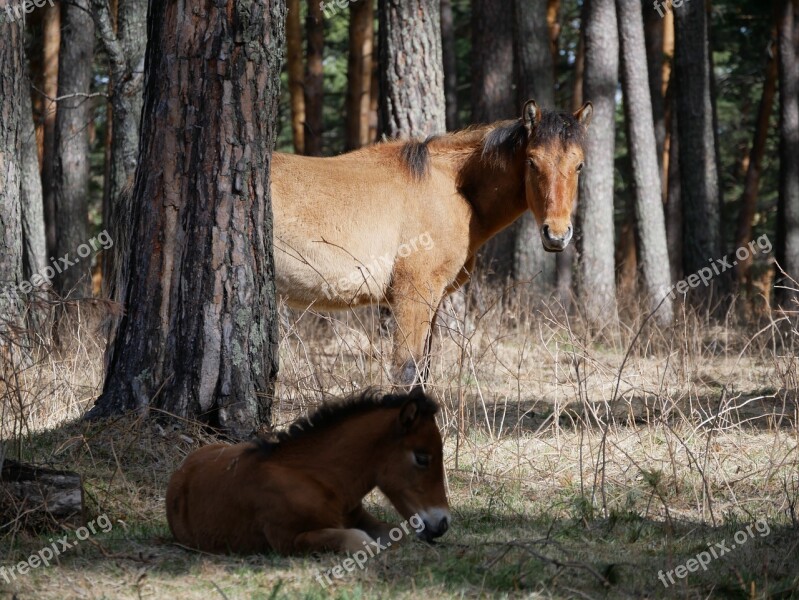 Horse Foal Altai Forest Mother