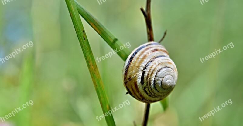 Snail Conch Grass Mäkkýš Nature