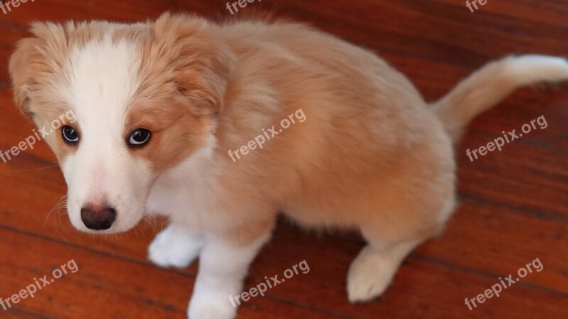 Pup Cute Sitting Free Photos