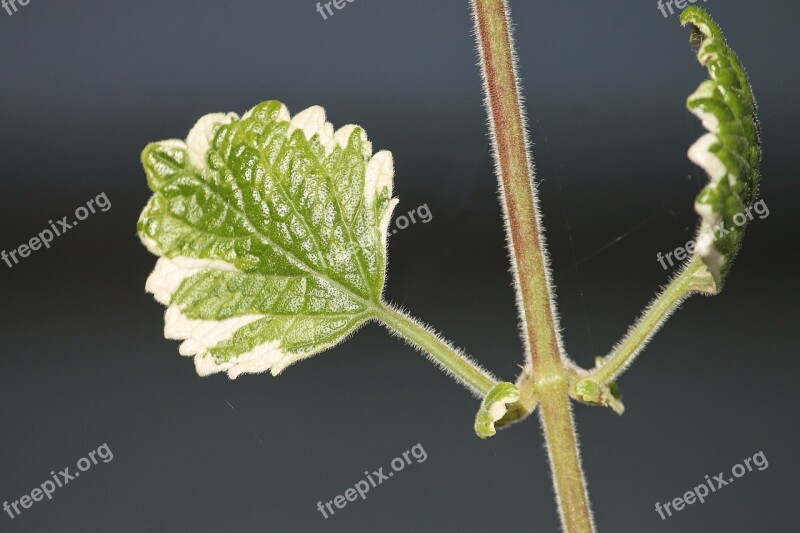 Incense Plant Plectranthus Coleoides Balcony Plant Leaf Stalk