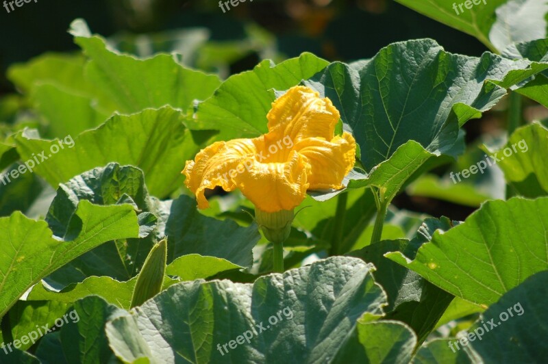 Pumpkin Flower Horticulture Outdoors Agriculture Vegetation