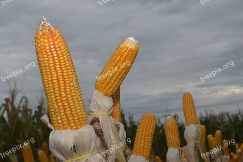 Corn Paraná Plantation Free Photos