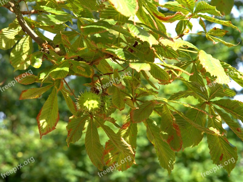 Chestnut Autumn Tree Leaf Prickly