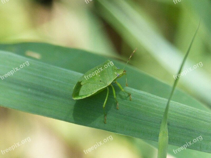 Bed Bug Stinky Southern Green Nezara Viridula Bernat Pudent Leaf