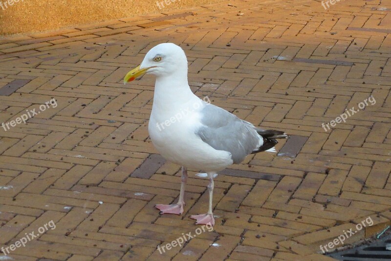 Seagull Seabird Begging Bird Animal