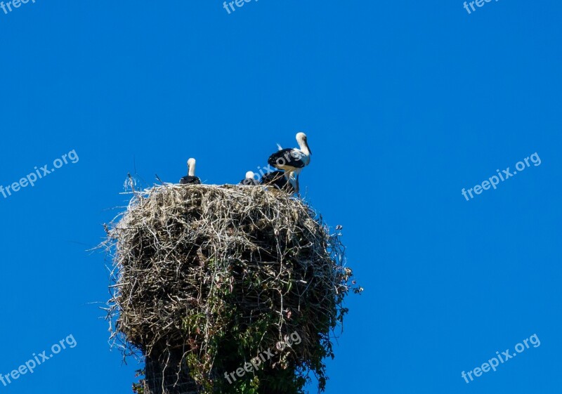 Stork Nest Bird Storks Rattle Stork