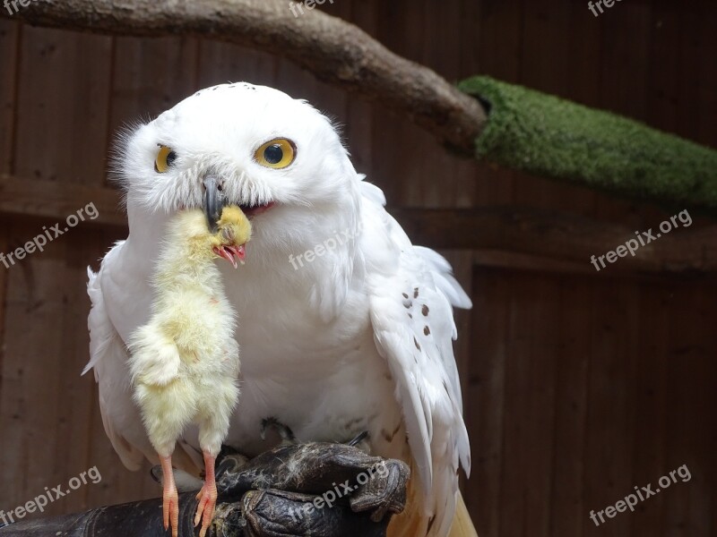 Snowy Owl Raptor Bird Feather Nature