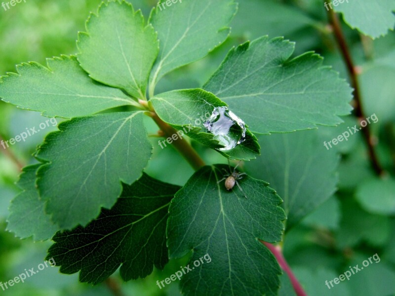 Water-drop Sheet Green Macro Nature