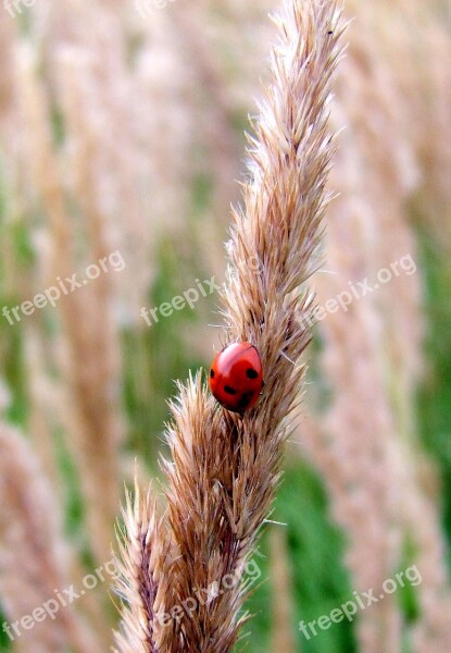 Ladybug Grass Meadow Blade Of Grass Grain