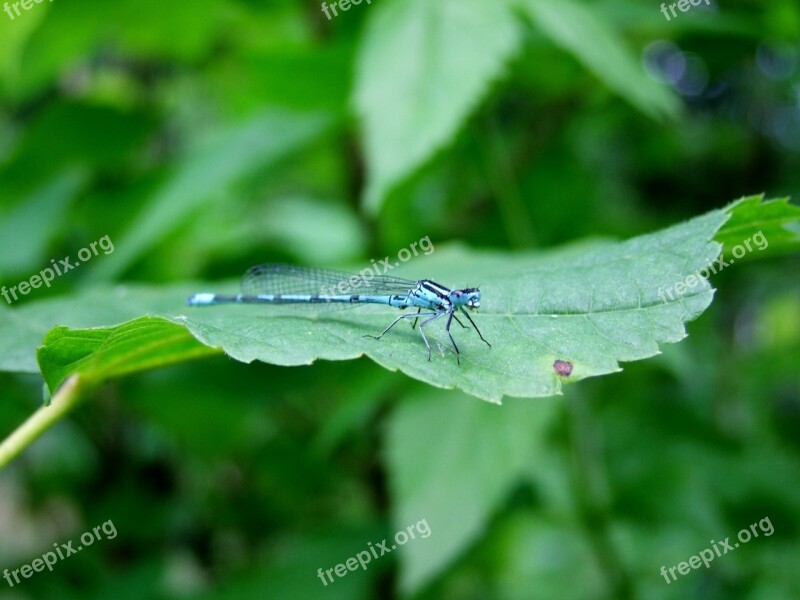 Dragonfly Sheet Green Macro Nature