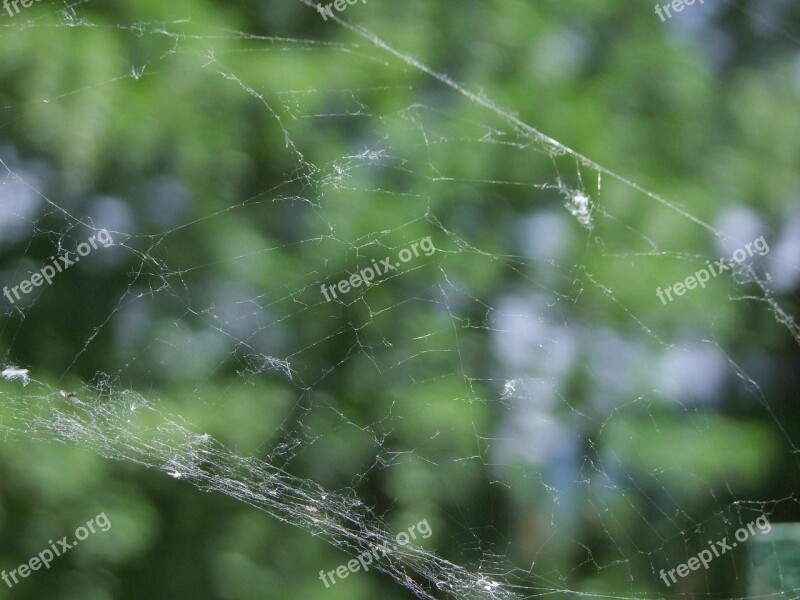 Spider Web Green Free Photos