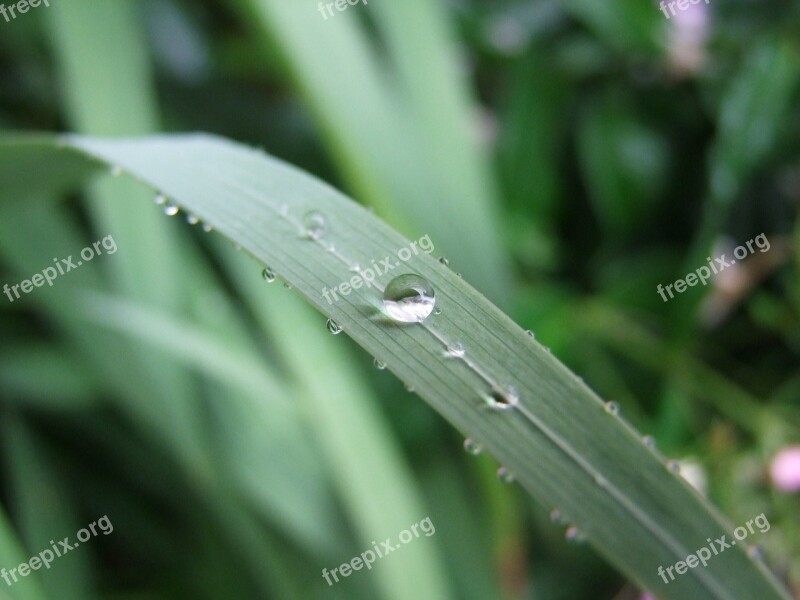 Grass Foliage Blade Of Grass Drops Green