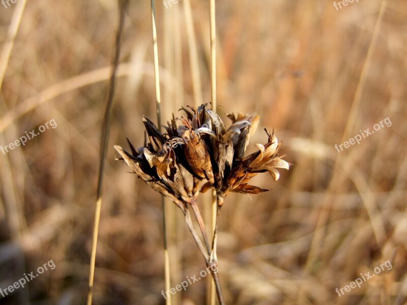 Brown Grass Stem Plants Wildflowers