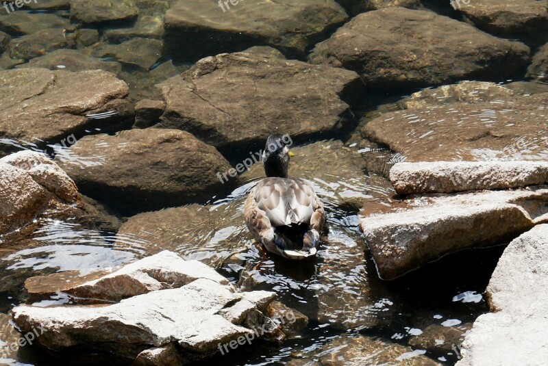 Duck Nature Polish Tatras Free Photos