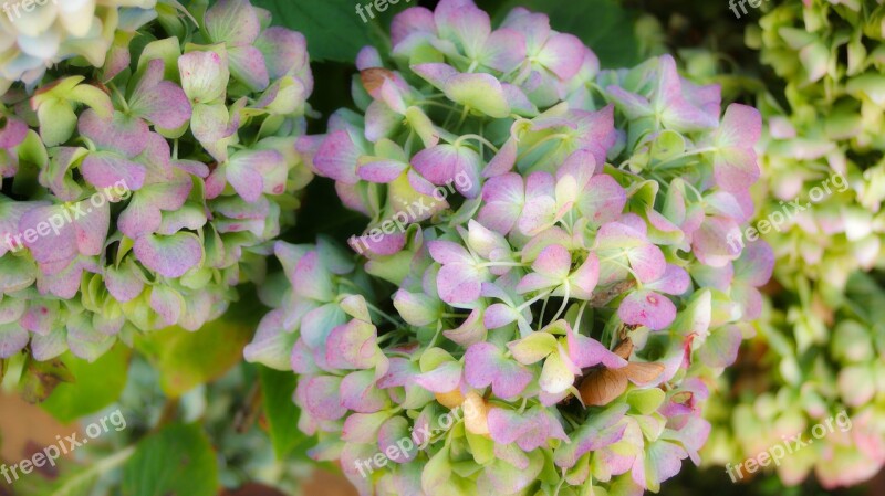 Hydrangeas Sweets Past Romantic Pastels