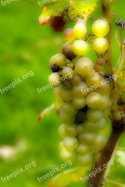 Grape Sweetness Wine White Vines