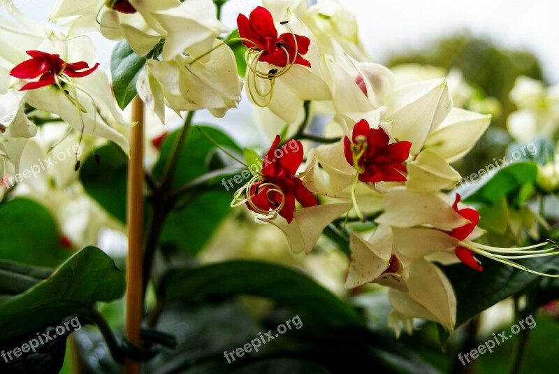 Flowers Plant Nature Garden Petal