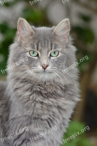 Cat Gray Pearl Free Photos