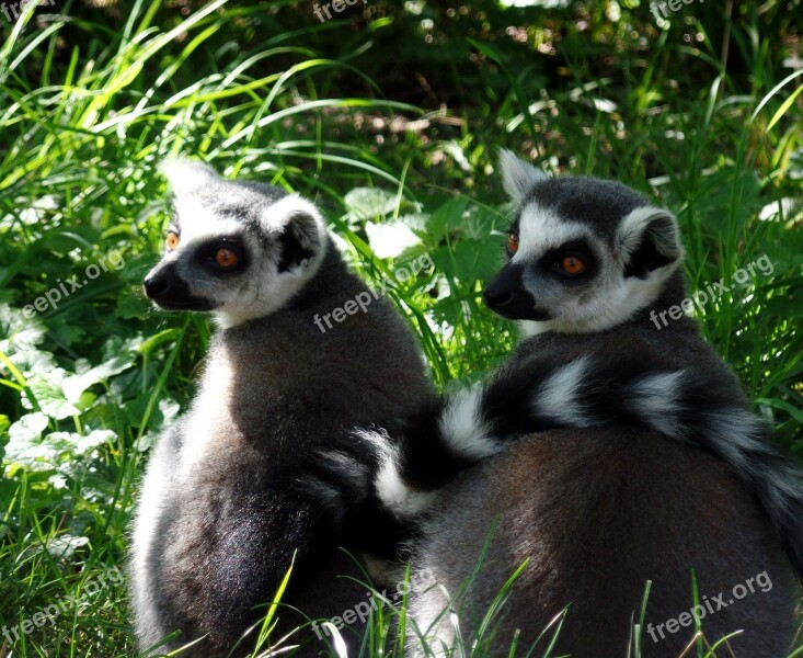 Lemur Ape Safari Animals Cute