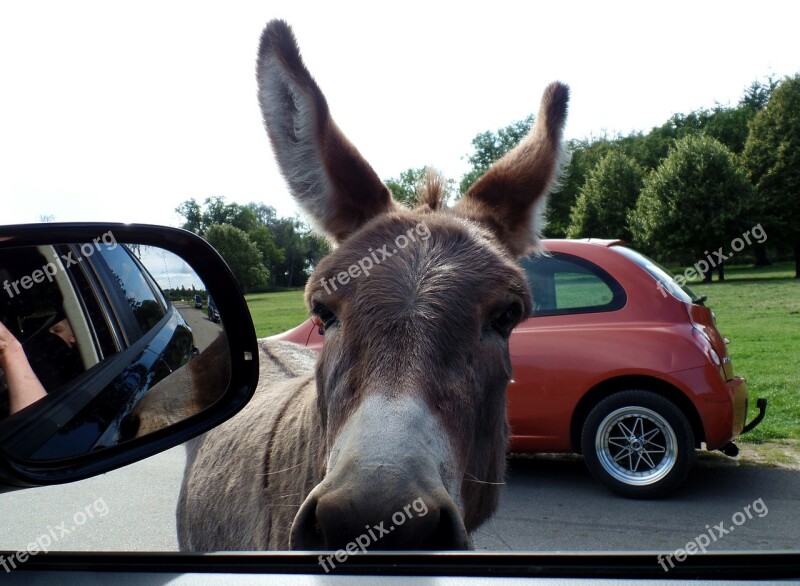 Safari Park Knuth Borg Donkey Park Animals