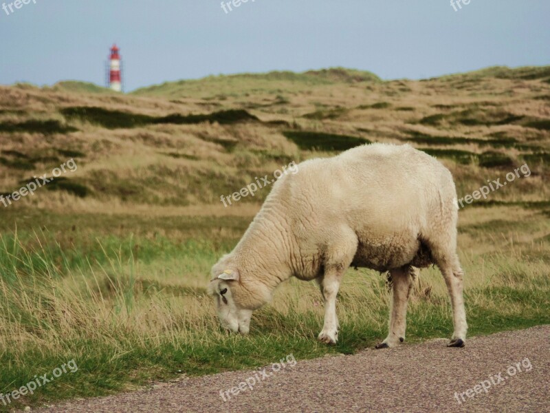 Sheep Sylt North Sea Sheep's Wool Pasture