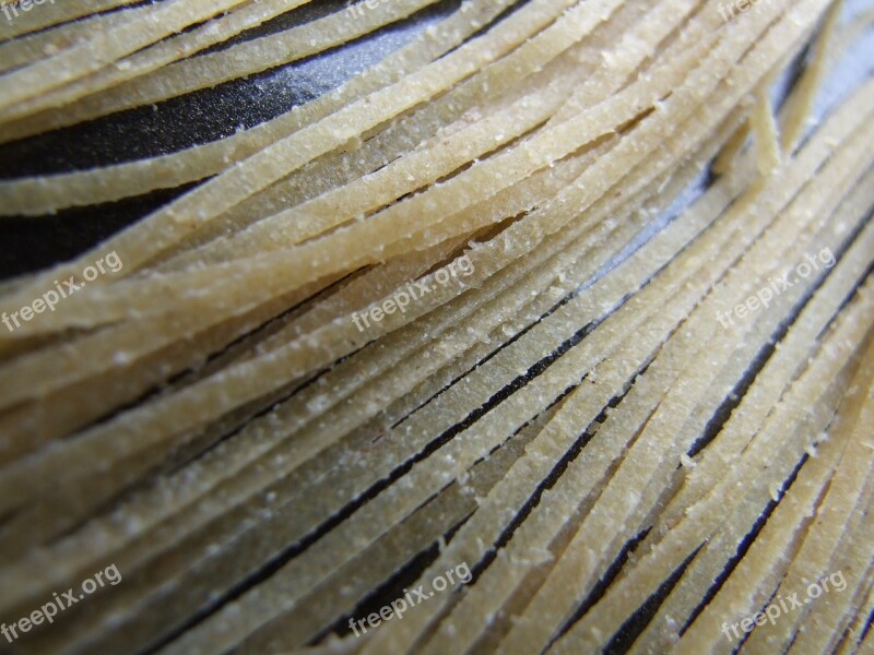 Pasta Strands Cooking Noodle Texture