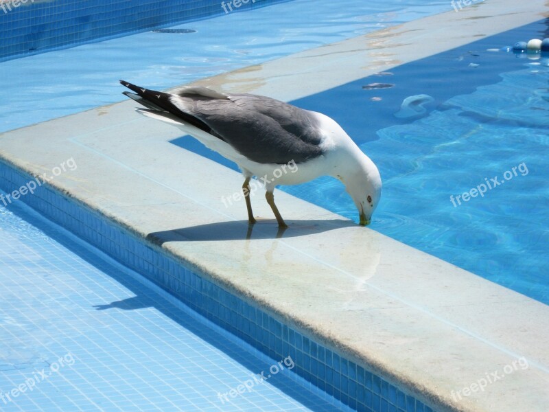 Seagull Bird Water Water Bird Pool