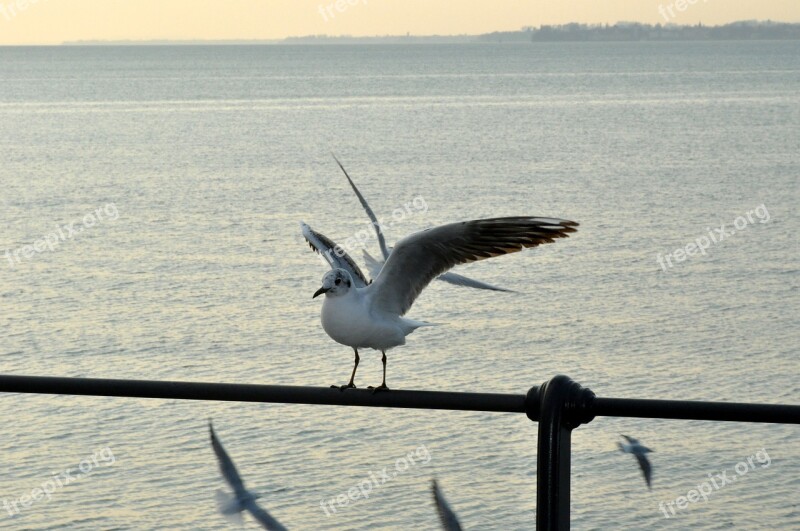 Seagull Lake Bird Water Nature