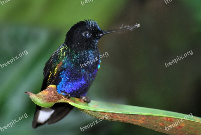 Bird Blue Nature Wildlife Colorful